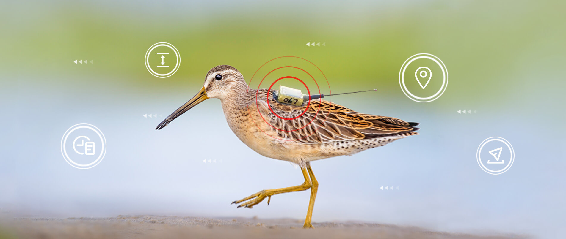 j9官网物联网整体解决方案，助力小型鸟类实现全球追踪